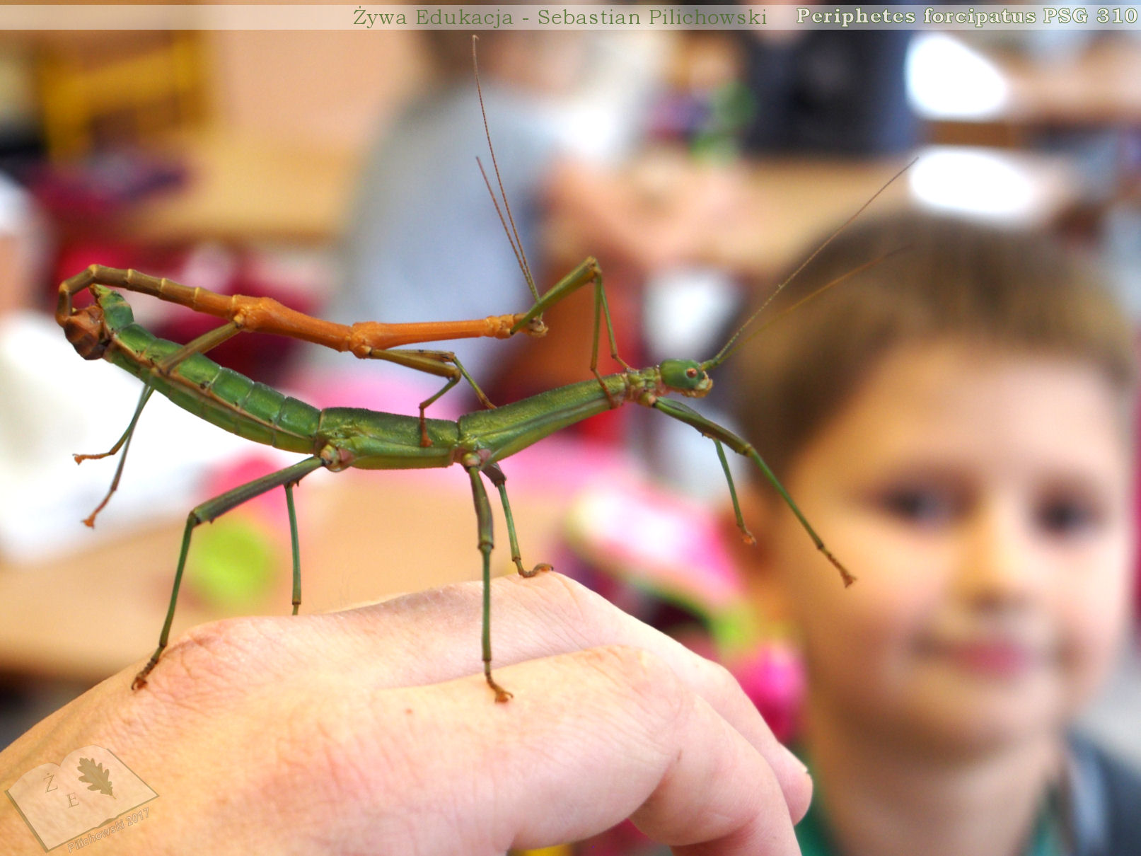 periphetes forcipatus lekcja17