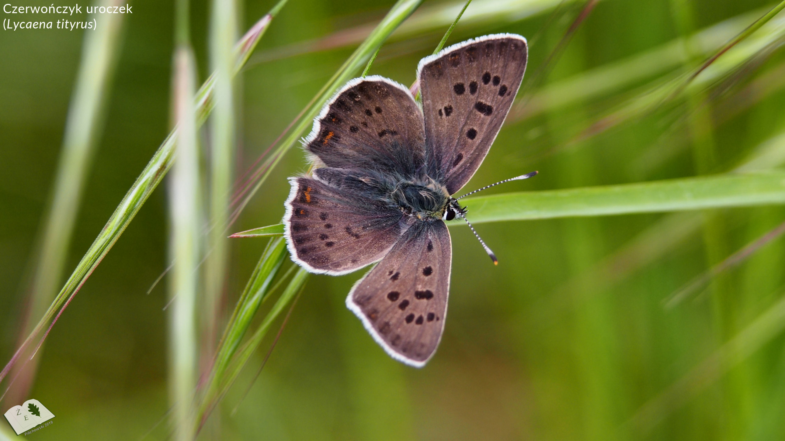 Lycaena tityrus
