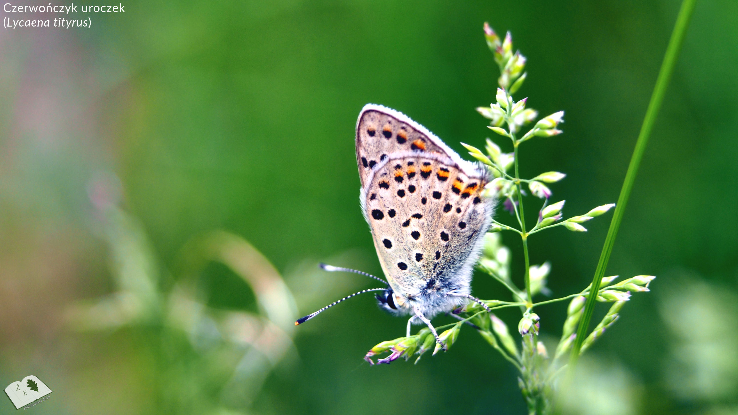Lycaena tityrus