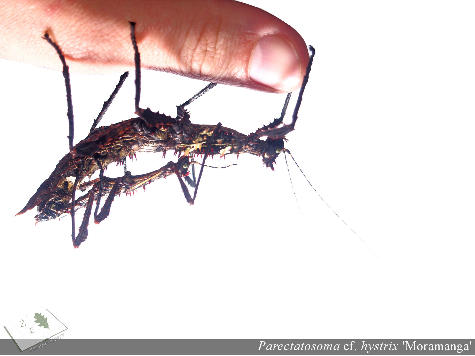 parectatosoma hystrix mora kop