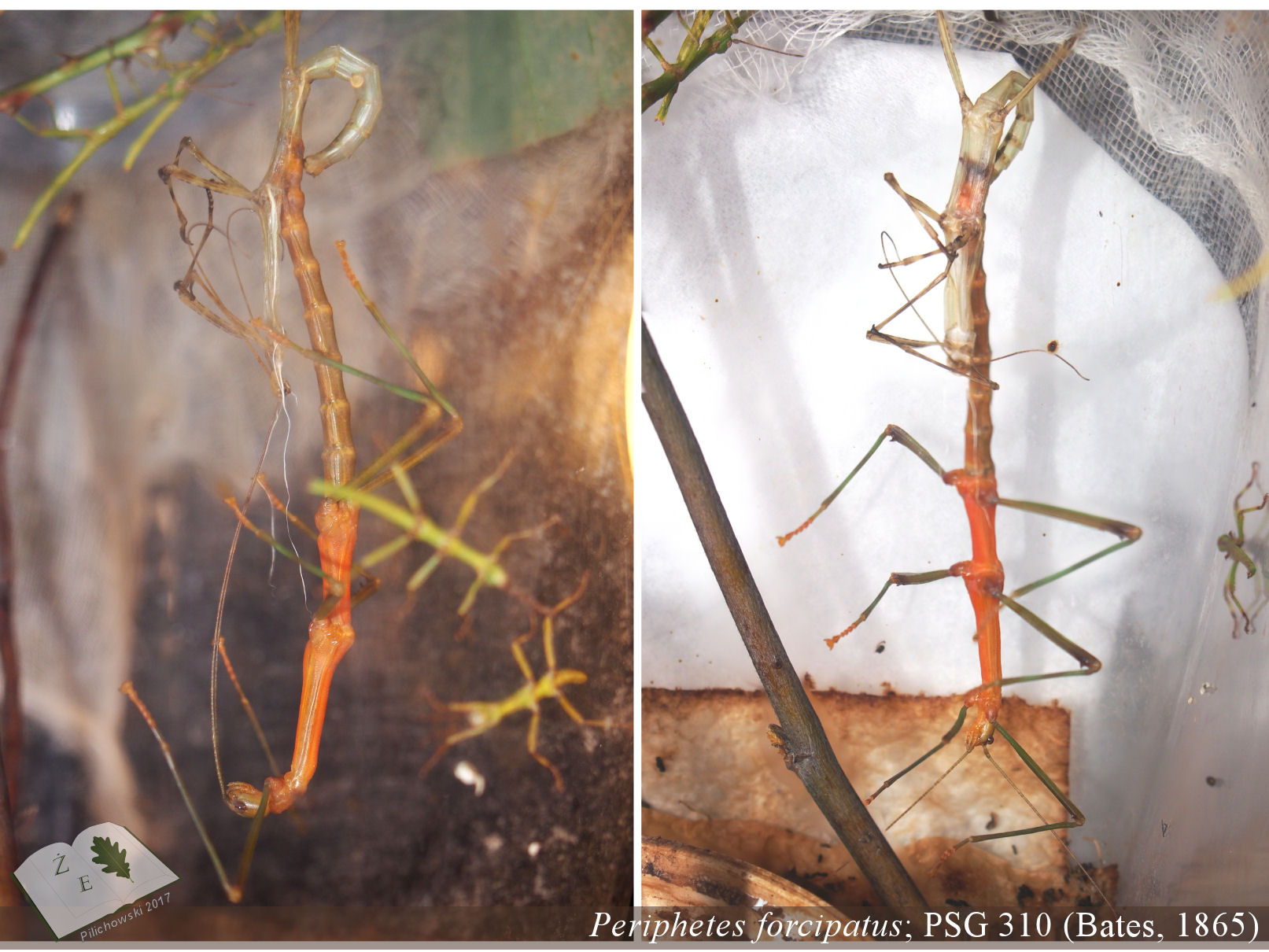 periphetes forci malemoult