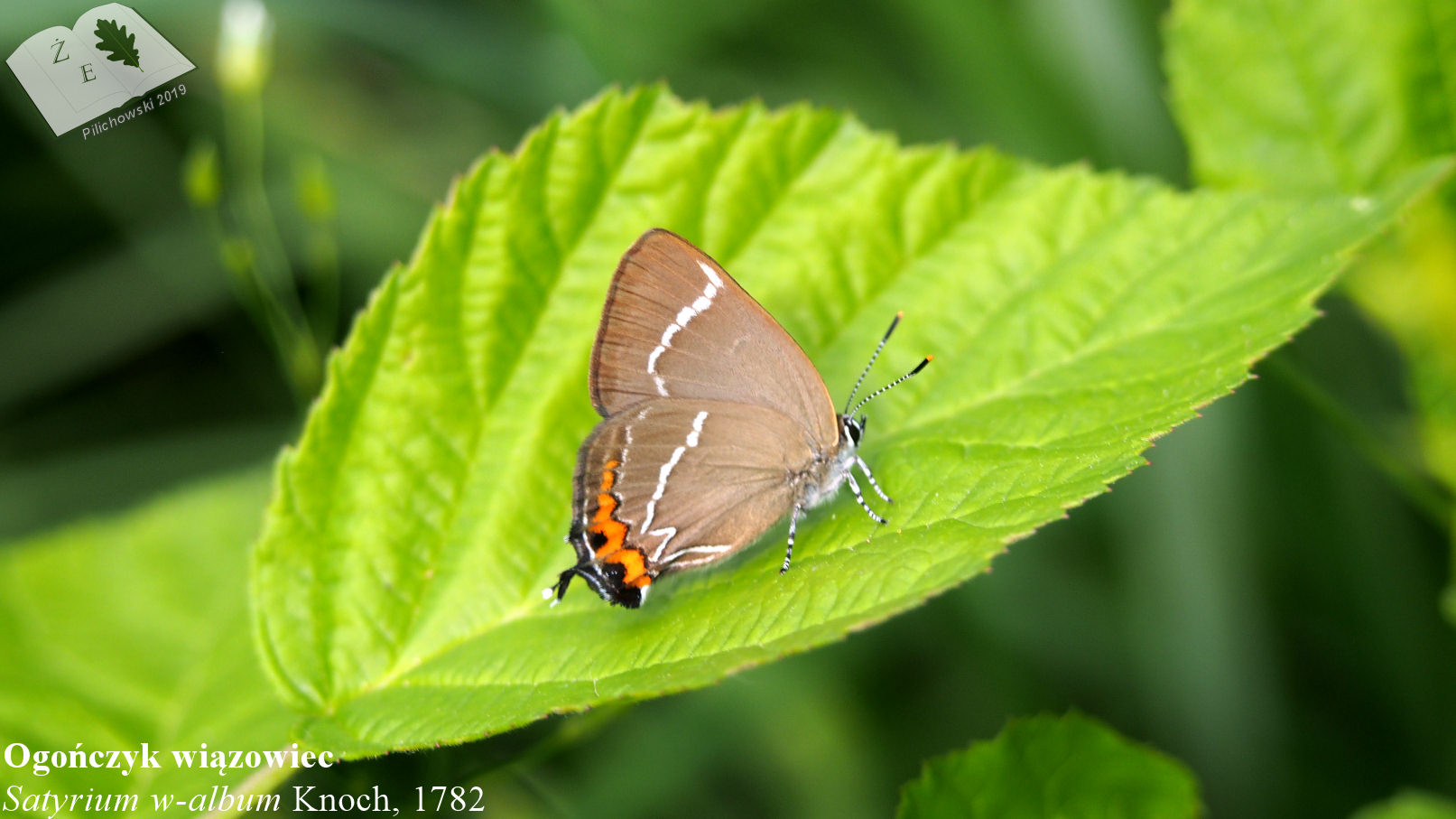 satyrium w-album ogończyk wiązowiec 160619