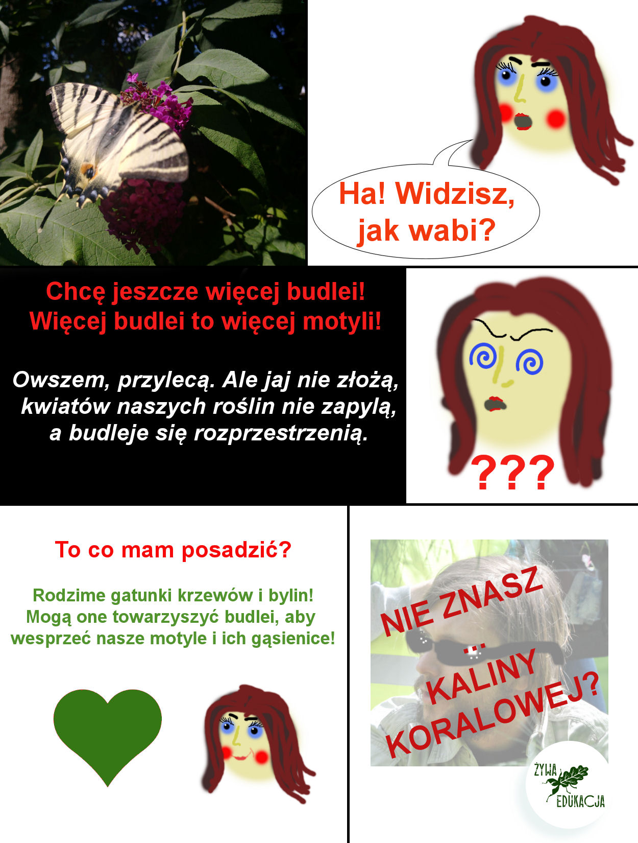 20250101 budleja wpadki jadzi motyli krzew