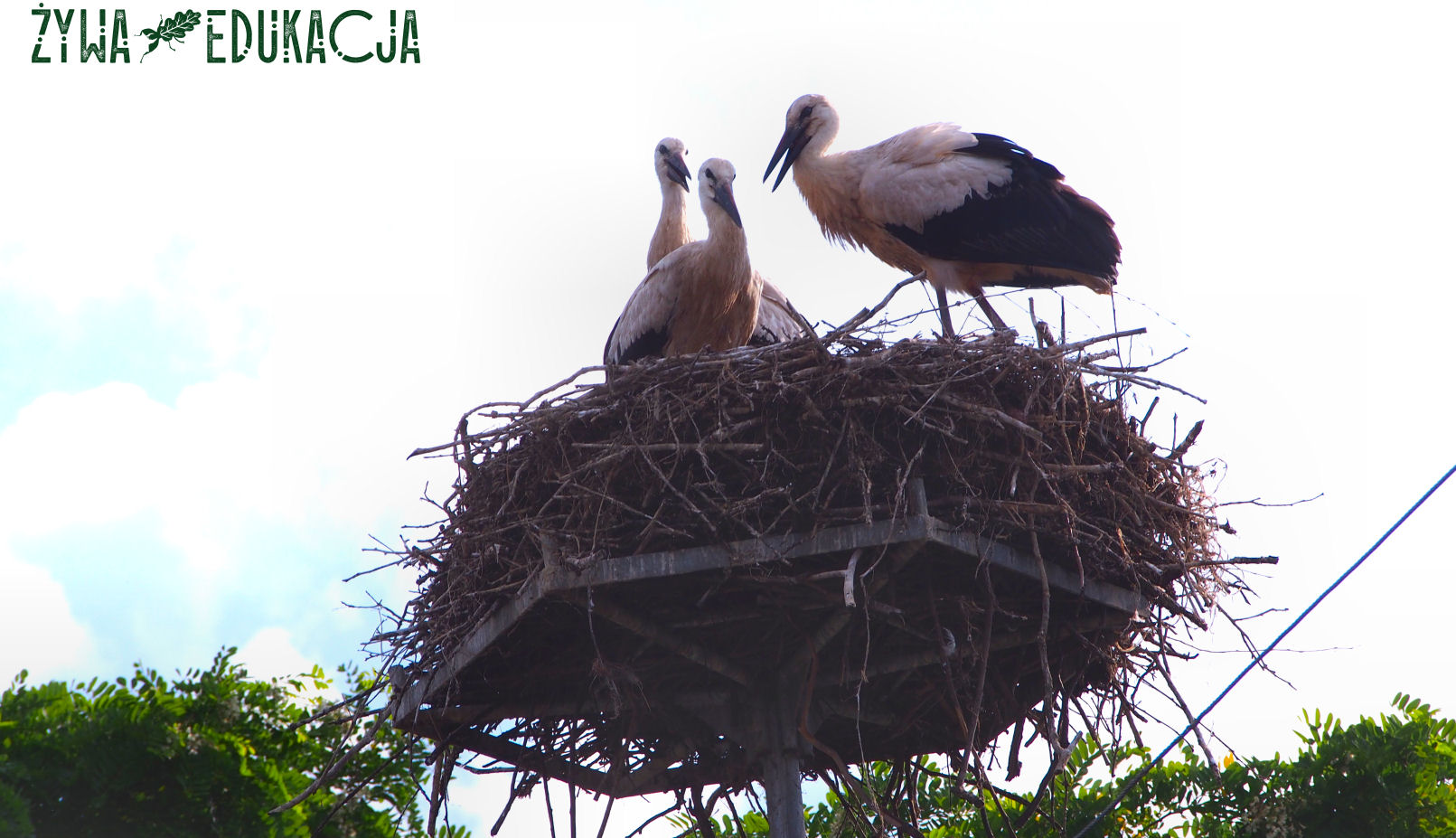 bocian biały Ciconia ciconia - gniazdo i młode