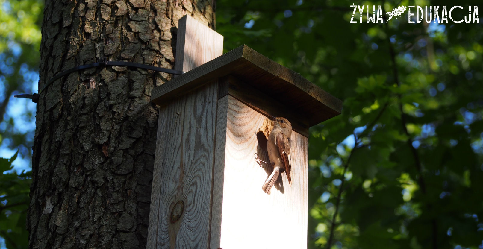budka lęgowa umożliwia dziuplakom budowę gniazd, dlatego też stanowi siedlisko podlegające ochronie