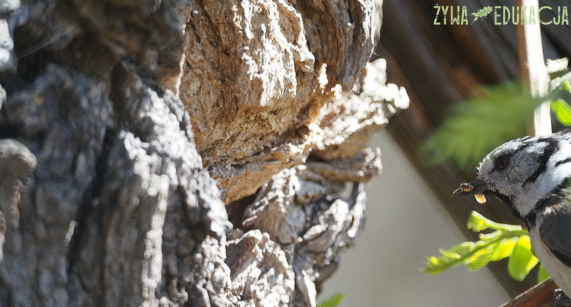 Sikora czubatka niesie pokarm, upolowaną larwę, do skrytej dziupli w robinii akacjowej.