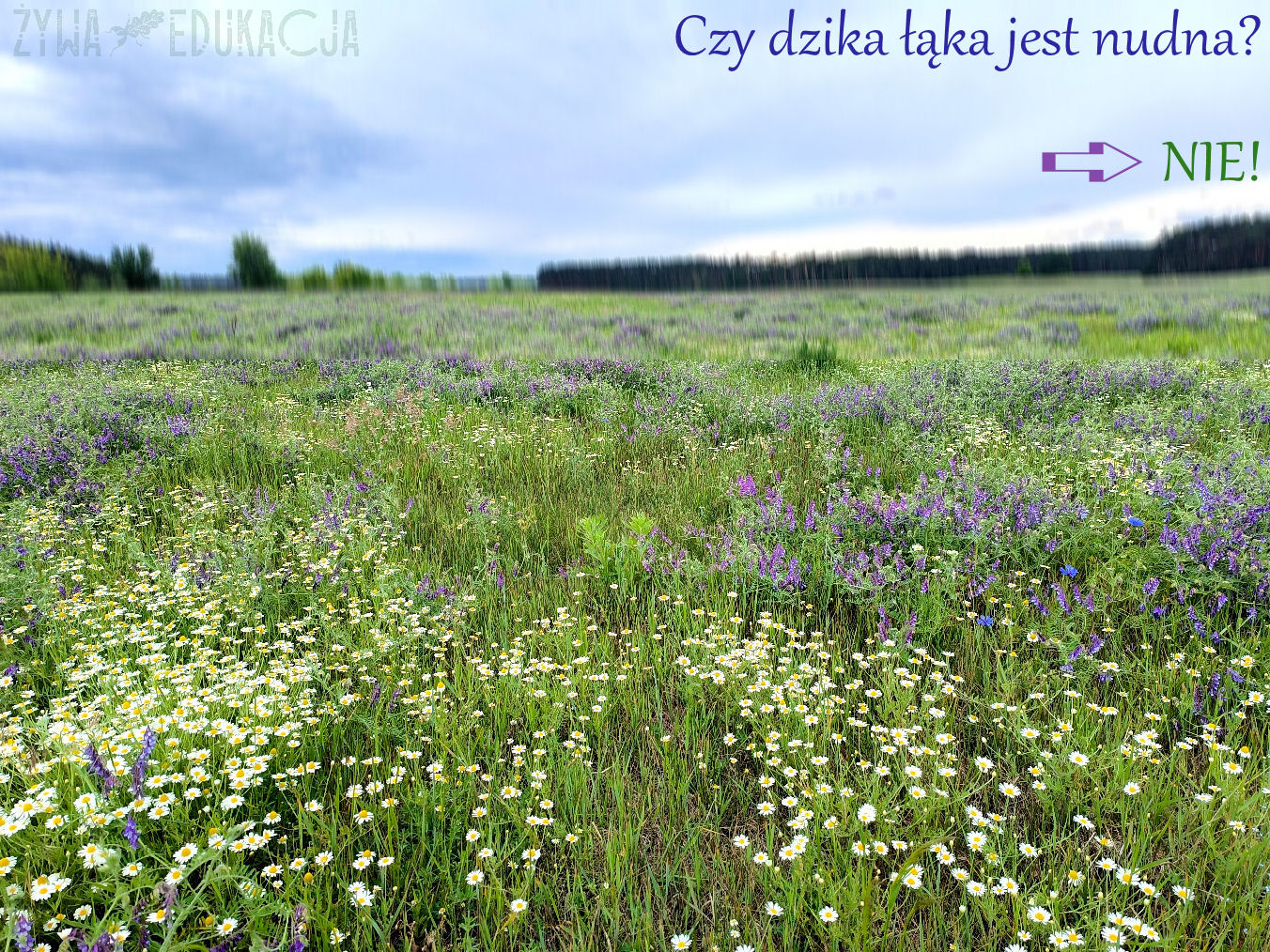 dzika łąka z rodzimymi gatunkami ziół i traw to gratka i wielka korzyść dla przyrody!