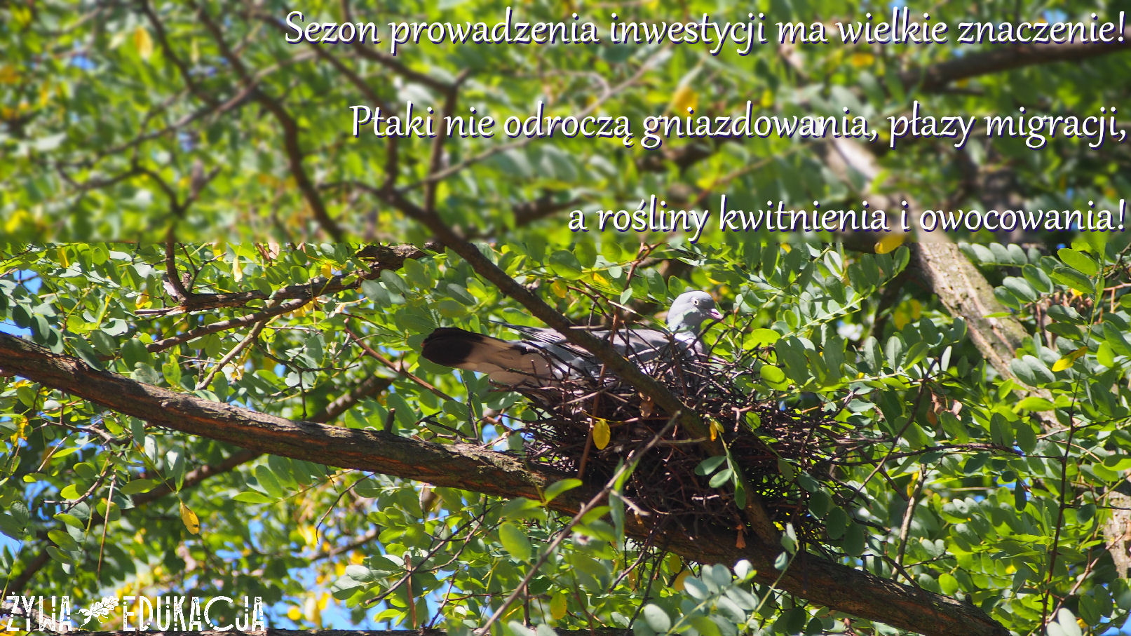 grzywacz gniazdo - największy polski gołąb, gatunek łowny