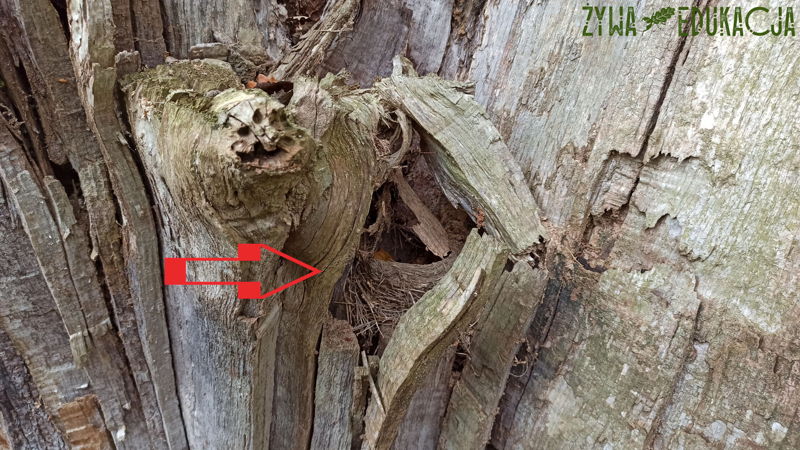 skryte gniazdo ptasie w pniu drzewa
