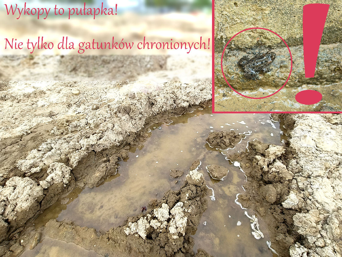 wykop i kumak nizinny, podczas prac budowlanych należy uważać na powstające pułapki!