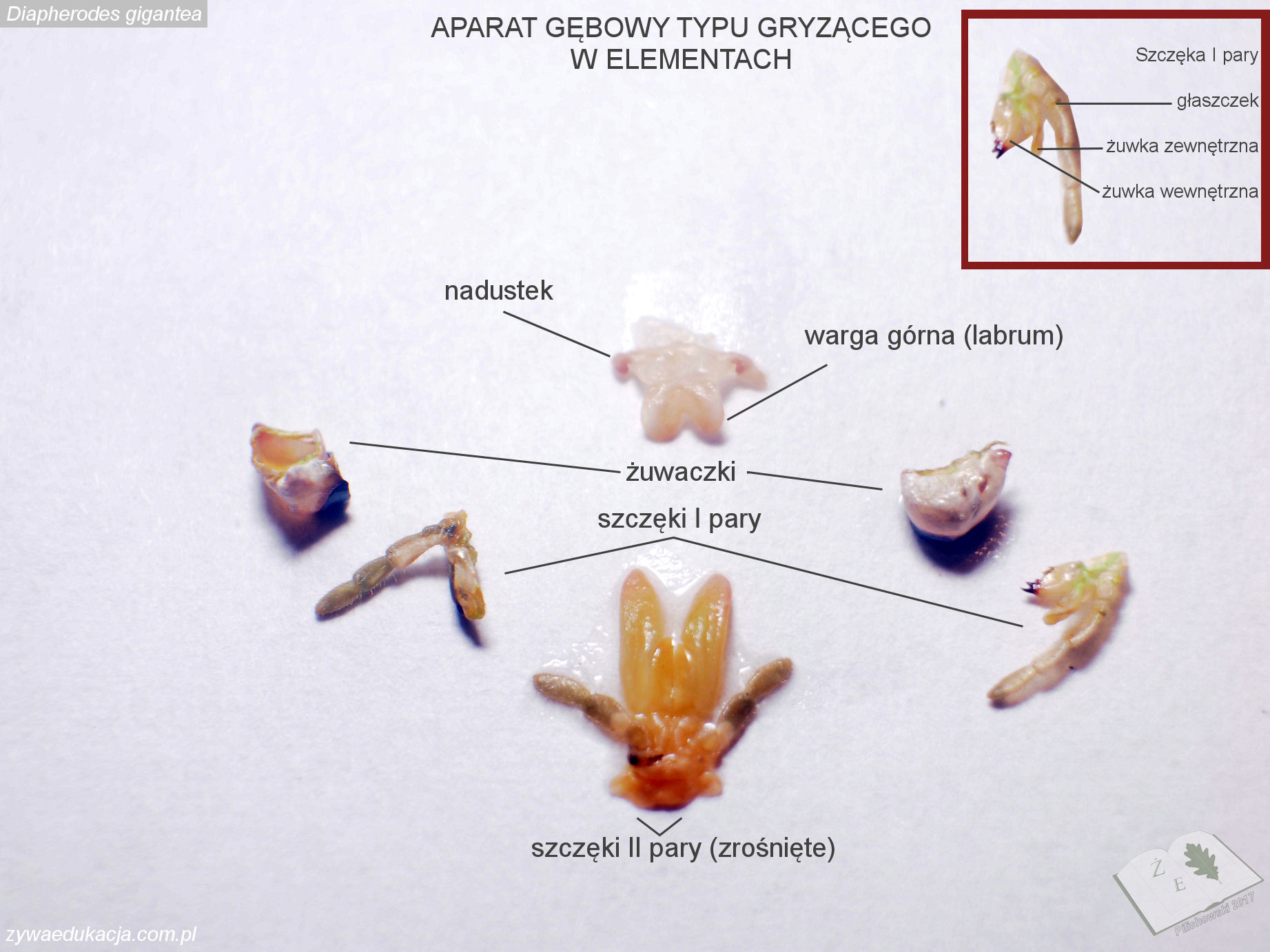 swiatkaraczanow promos