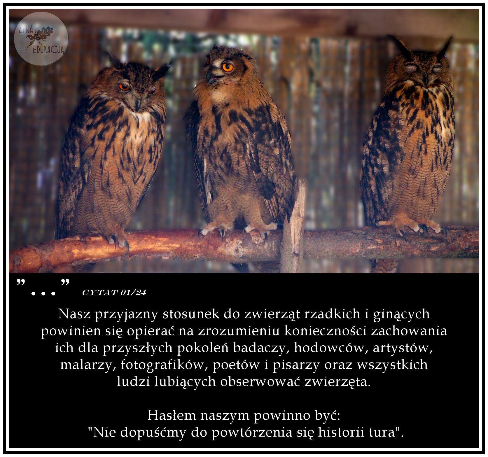 cytat01 2024 puchacze zoo sowa łączna
