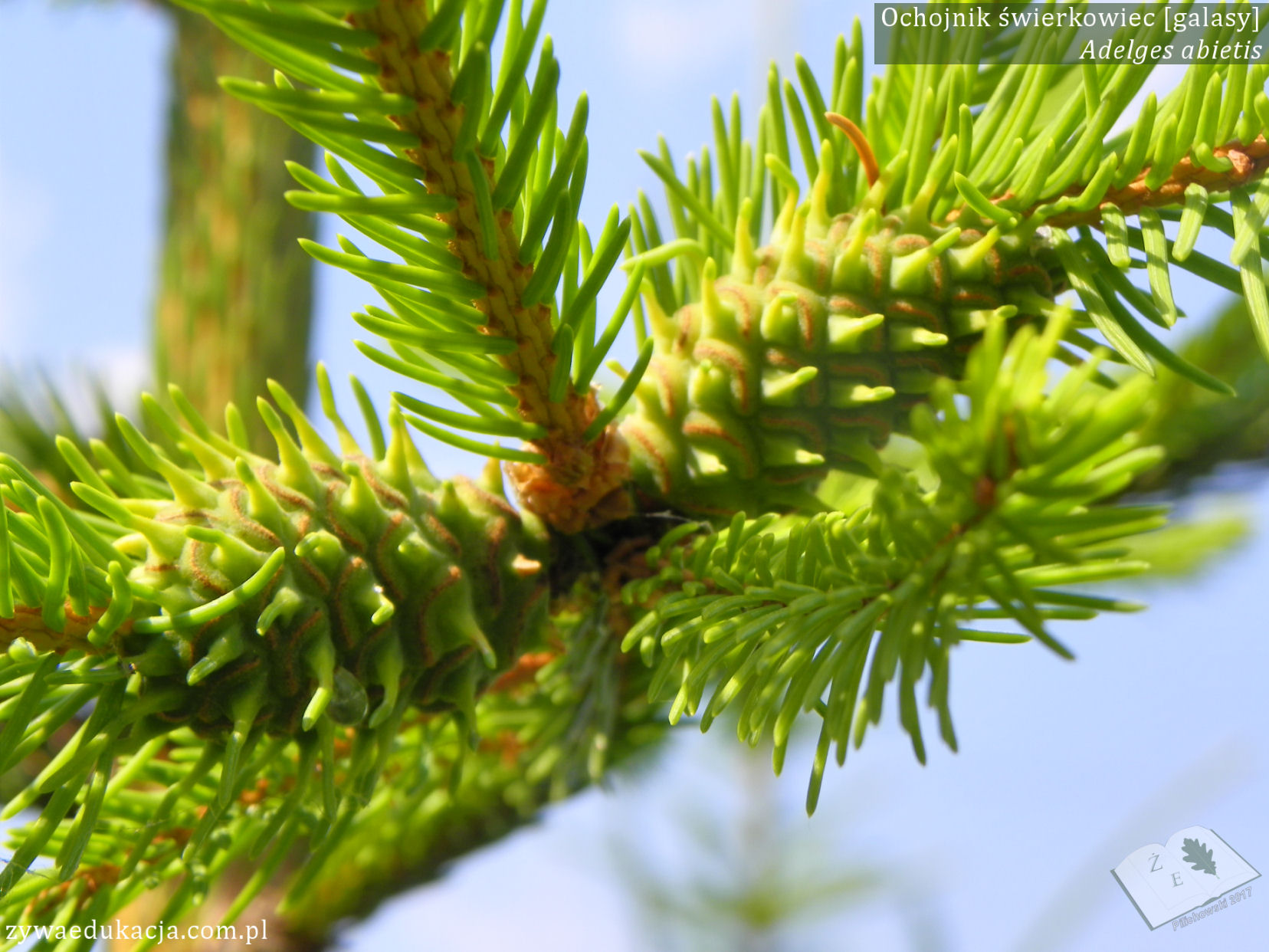 Adelges abietis cone pineapple-gall spruce świerk galas