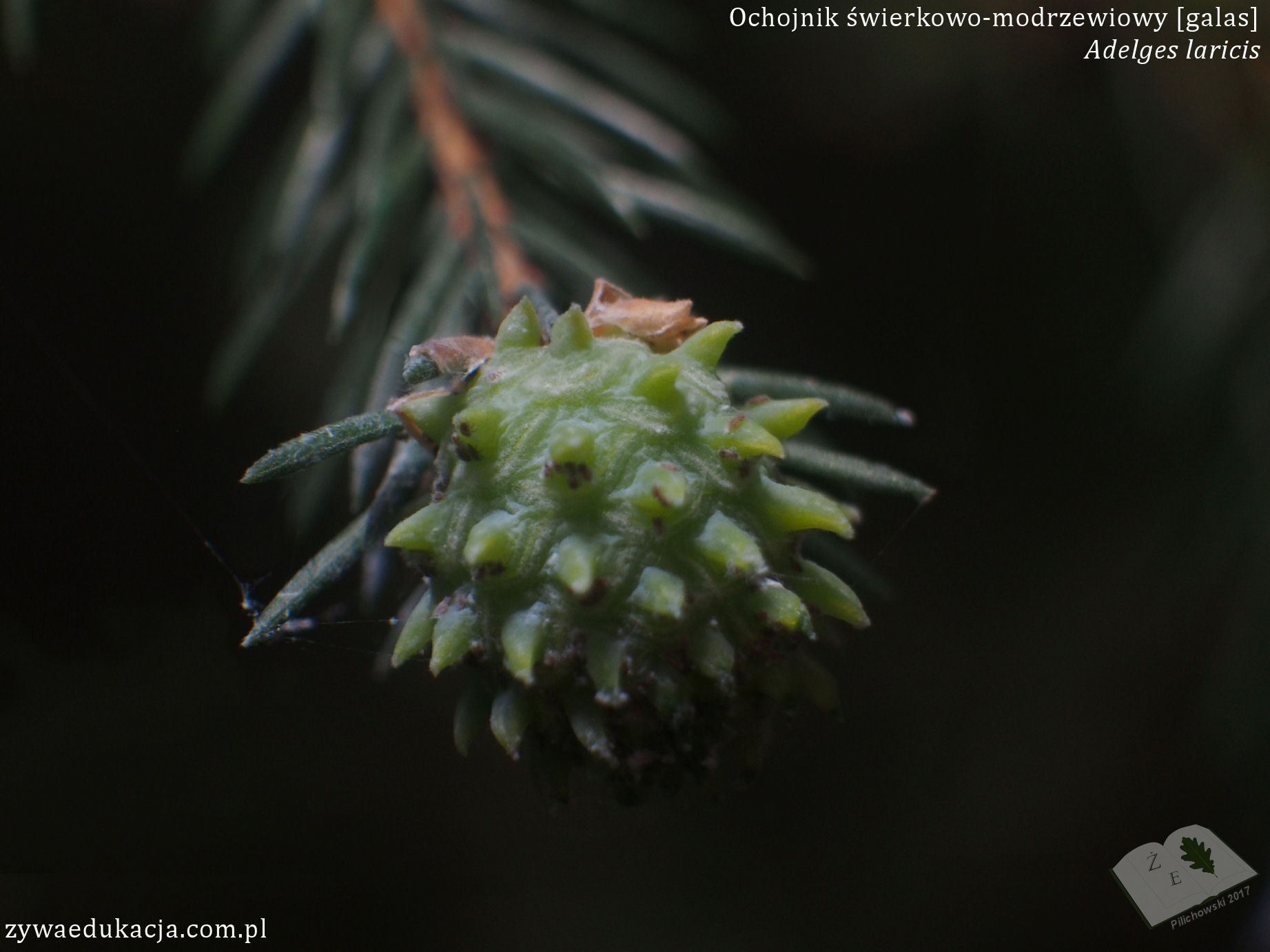 Adelges laricis cone pineapple-gall spruce świerk galas