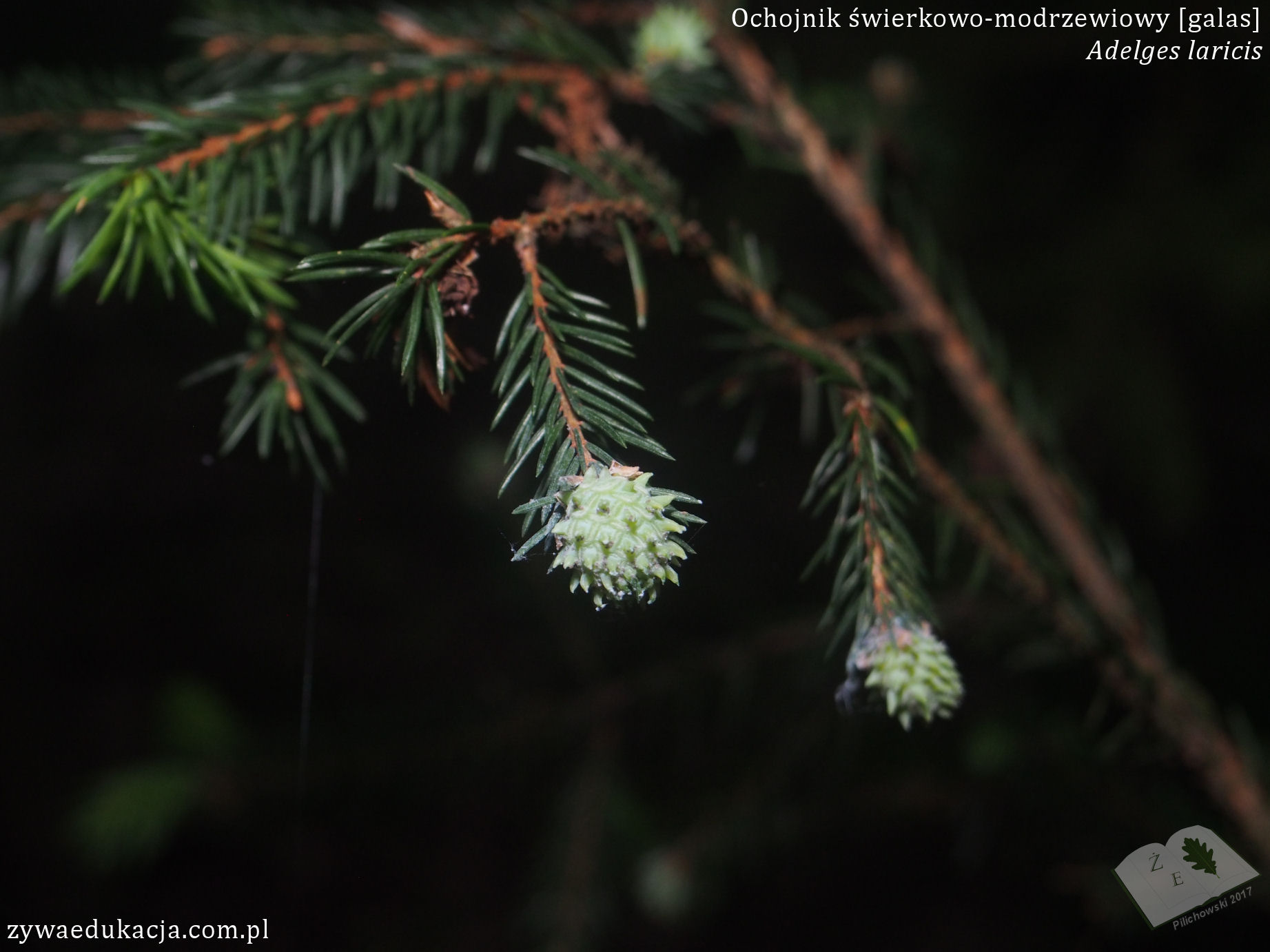Adelges laricis cone pineapple-gall spruce świerk galas