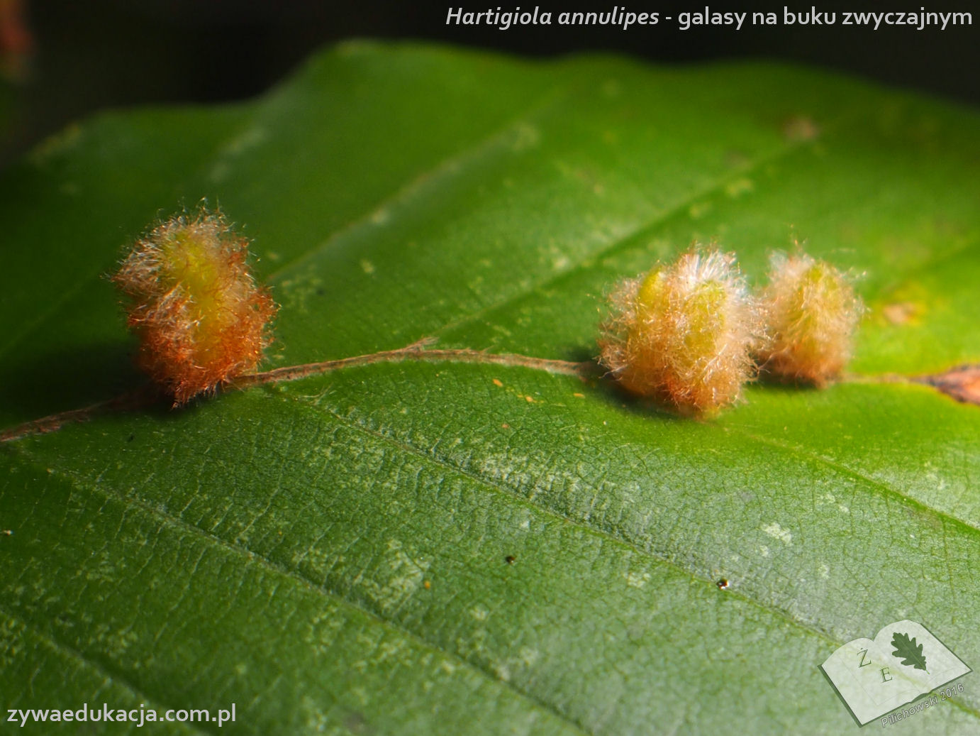 Hartigiola annulipes