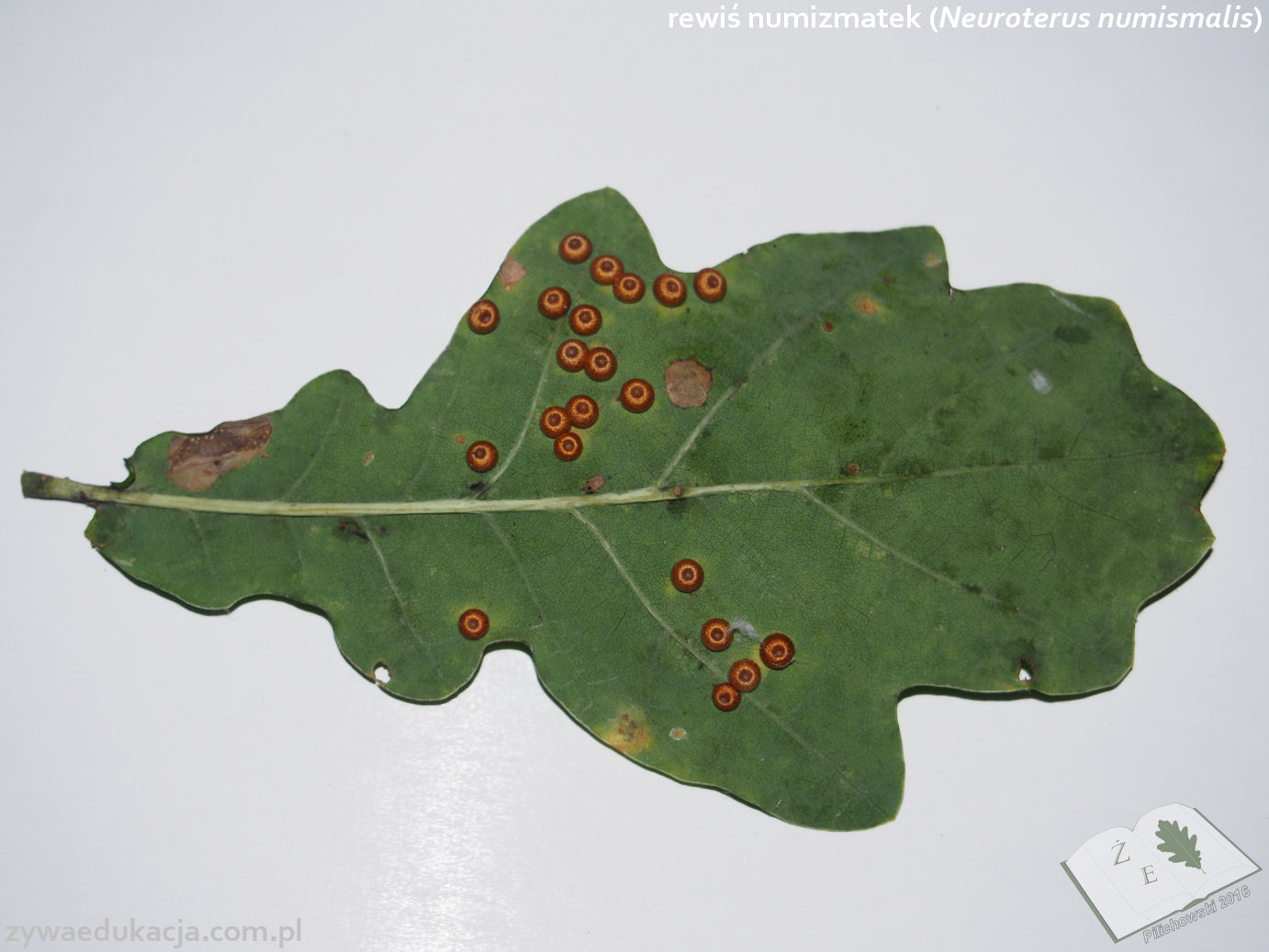 neuroterus numismalis 01