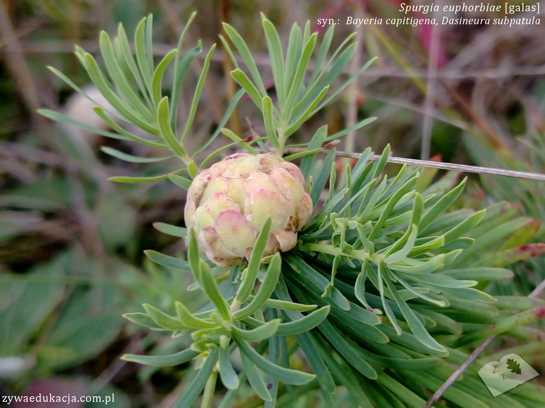 spurgia euphorbiae01