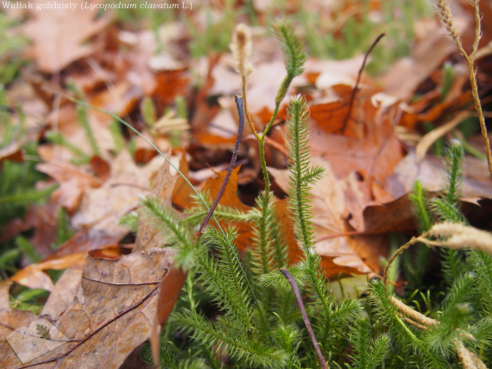 aleja sucha wid 1117