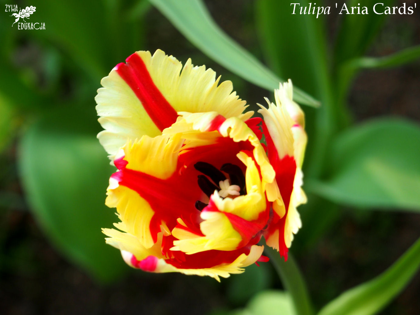 tulipa flaming parrot ze
