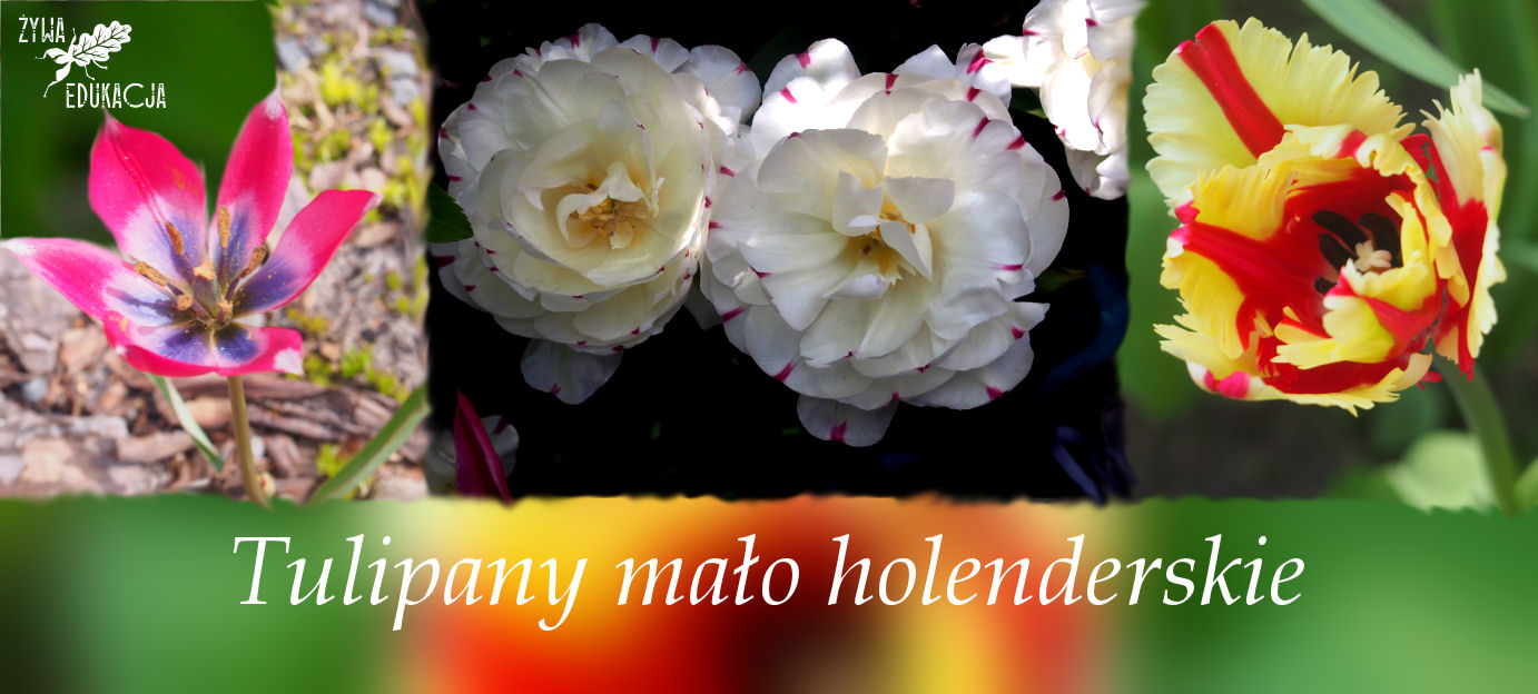 tulipa tulipany holandia skąd są tulipany nie z holandii