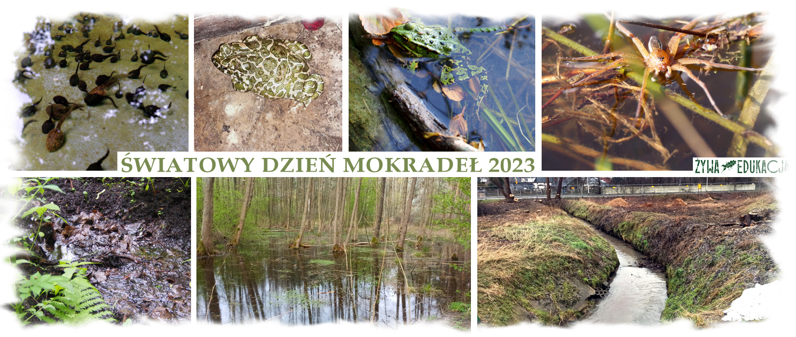 wetlands day 2025 światowy dzień mokradeł 2023 żywa edukacja sebastian pilichowski miejski druid