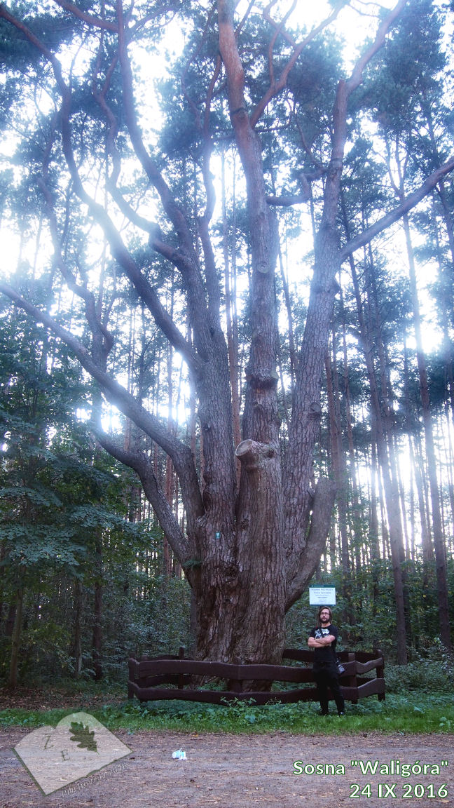 sosna waligora 2016