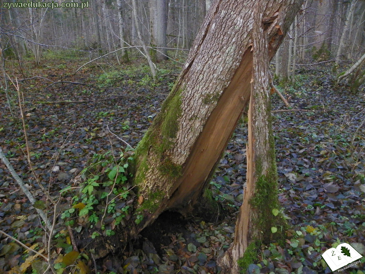 15112011bialowieza drzewo