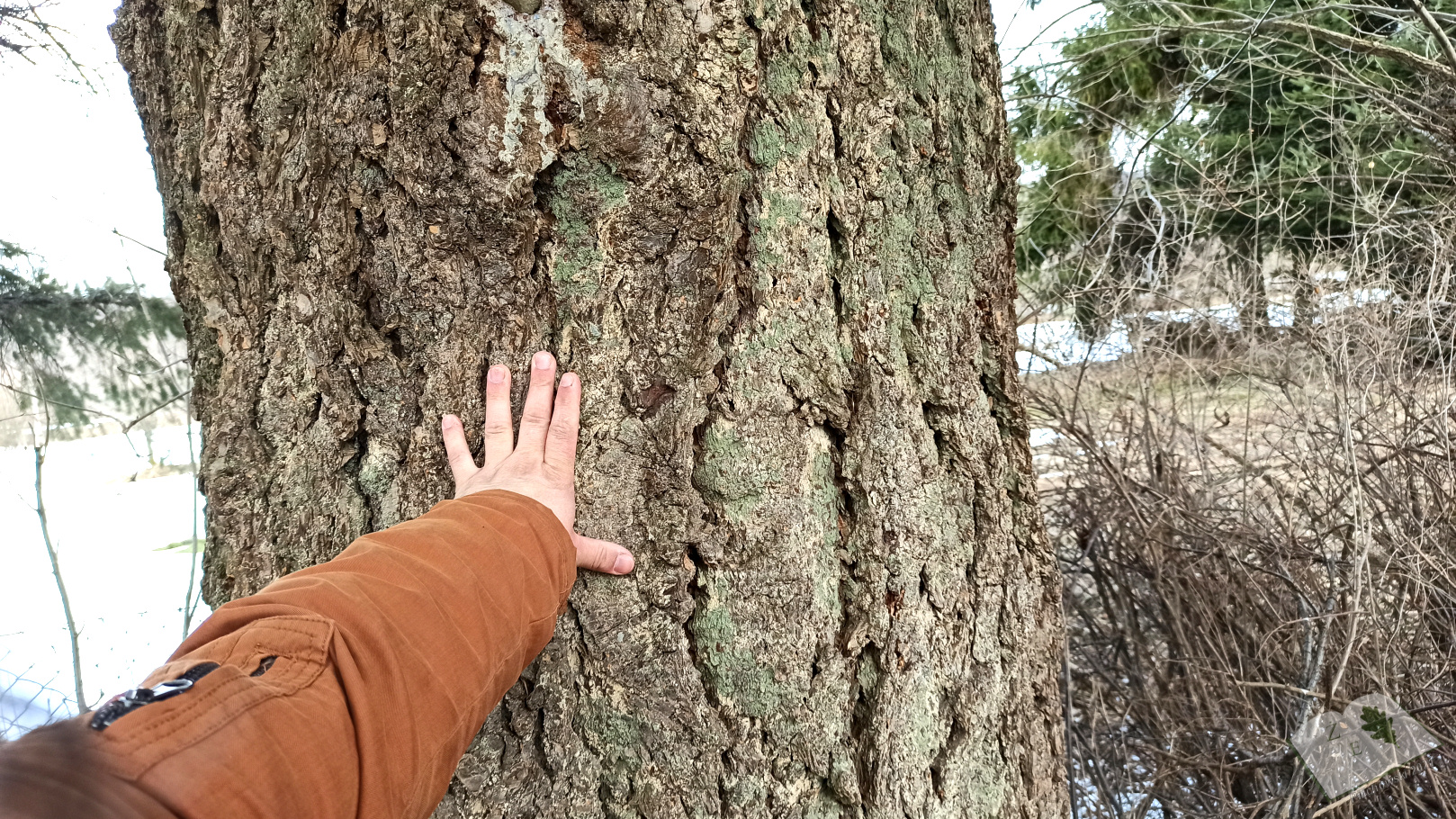 daglezja bieszcz0321 03