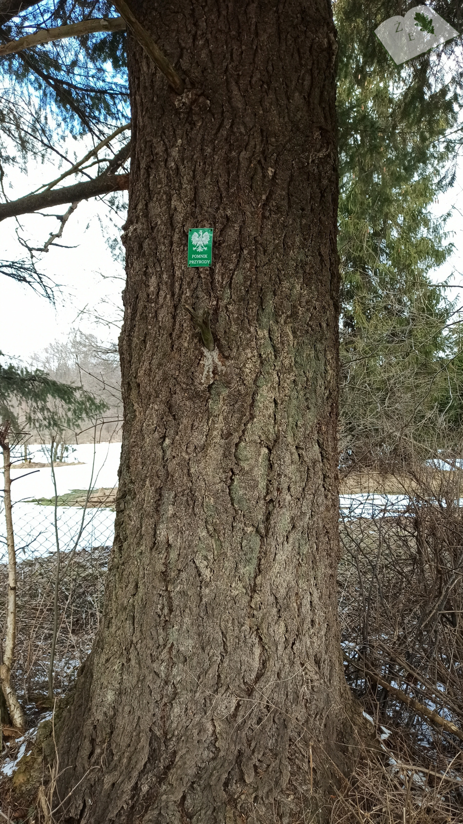 daglezja bieszcz0321 04