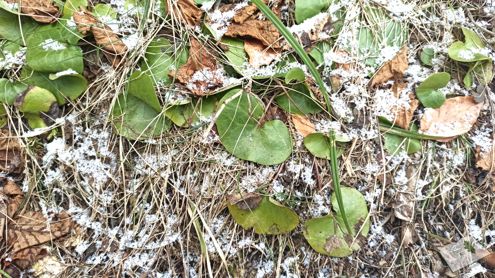 kaplicamich 032021 04