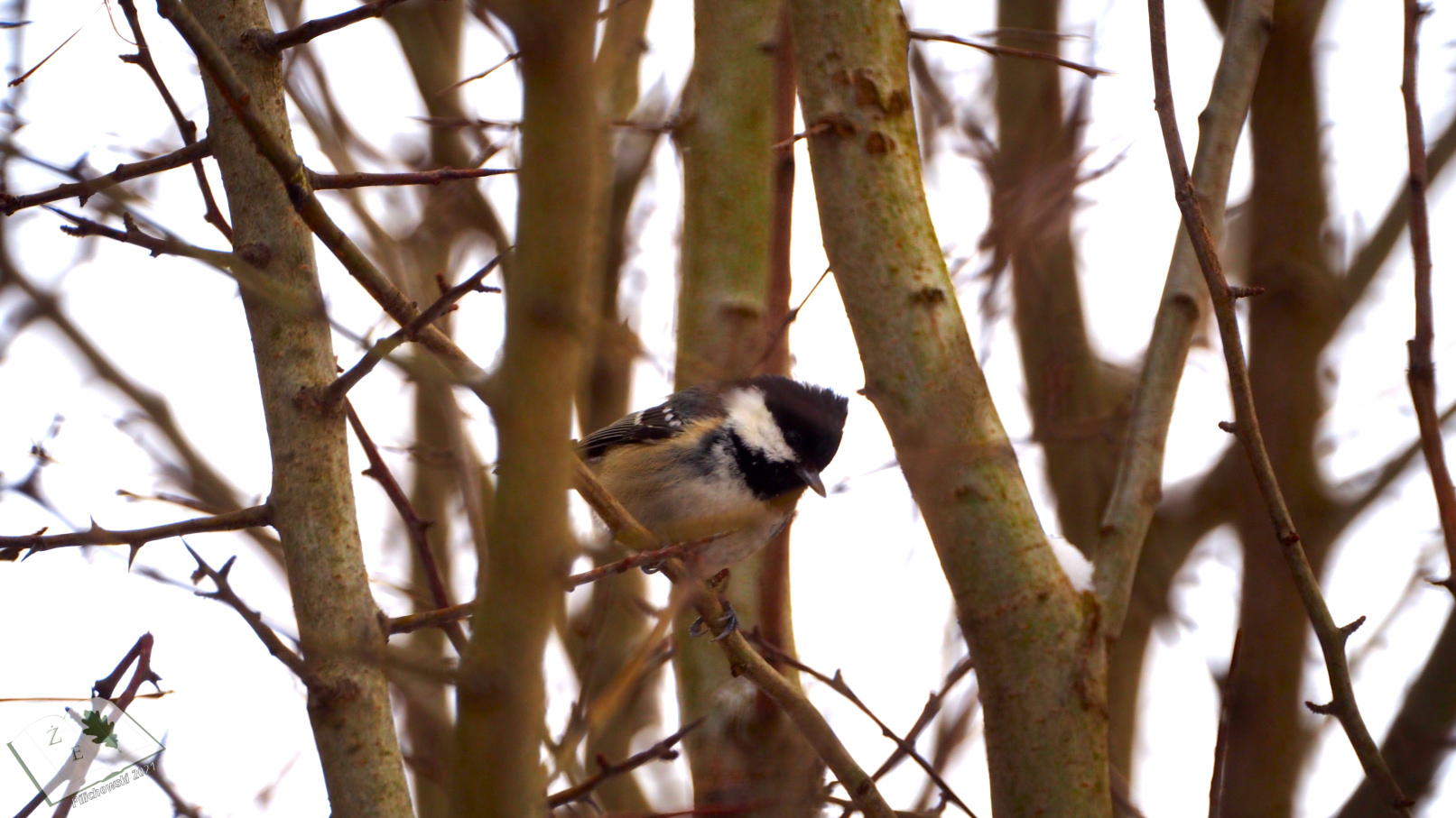 periparusater0321 01