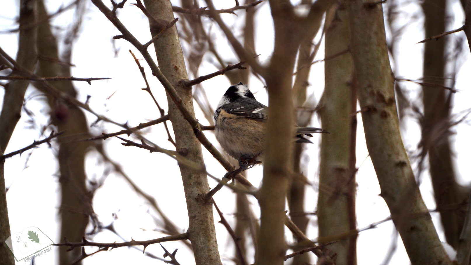 periparusater0321 02