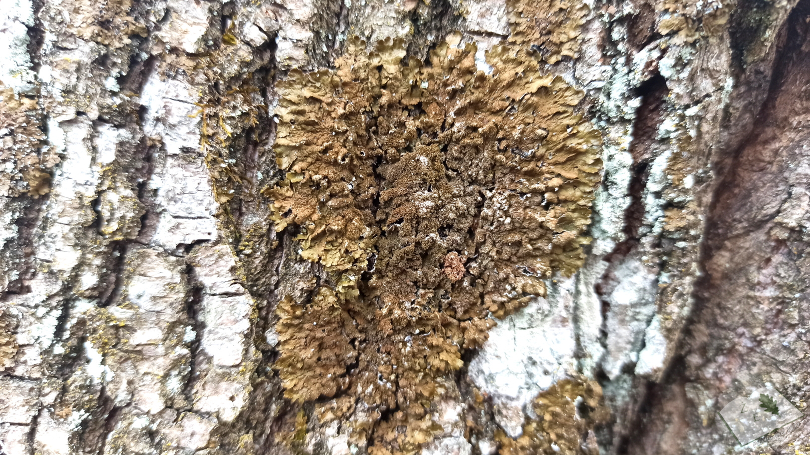 porostymichow 0321 01