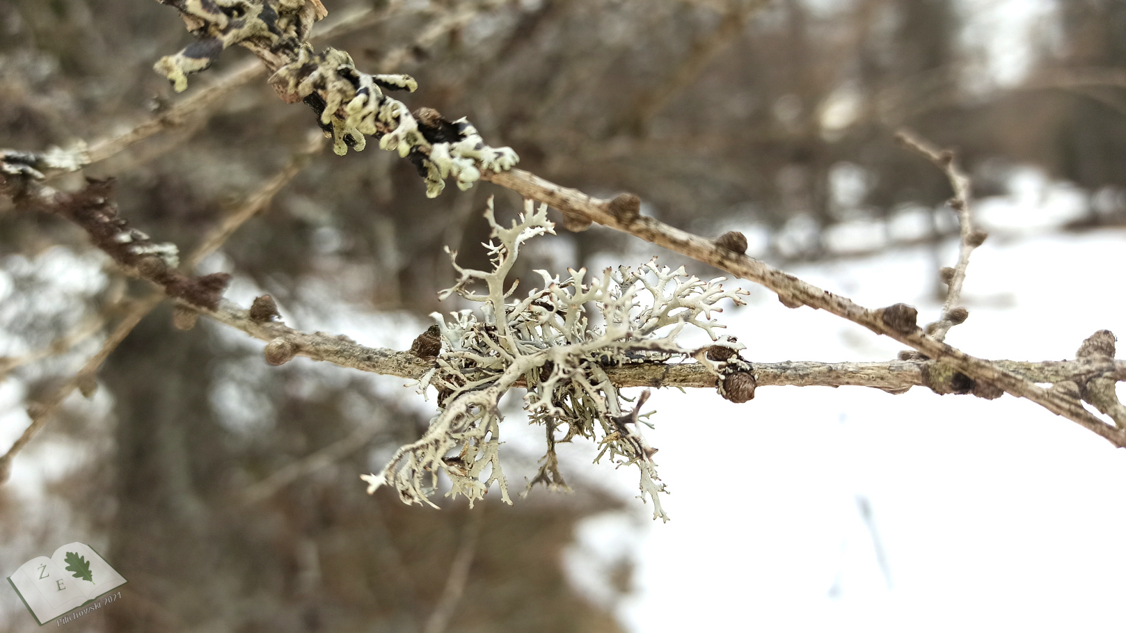 porostymichow 0321 02