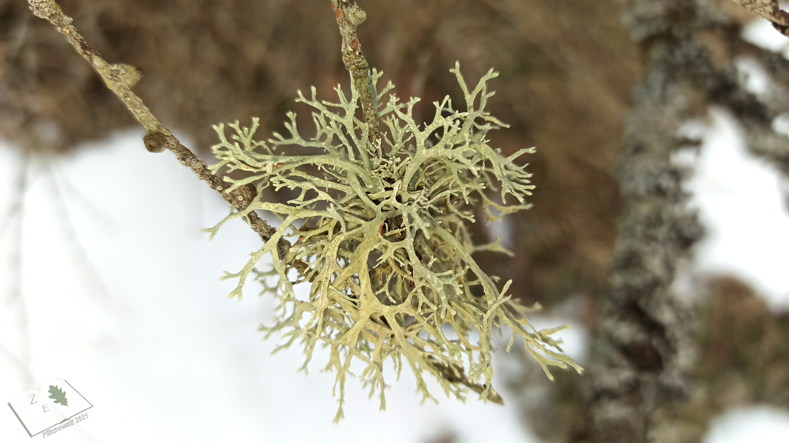 porostymichow 0321 03