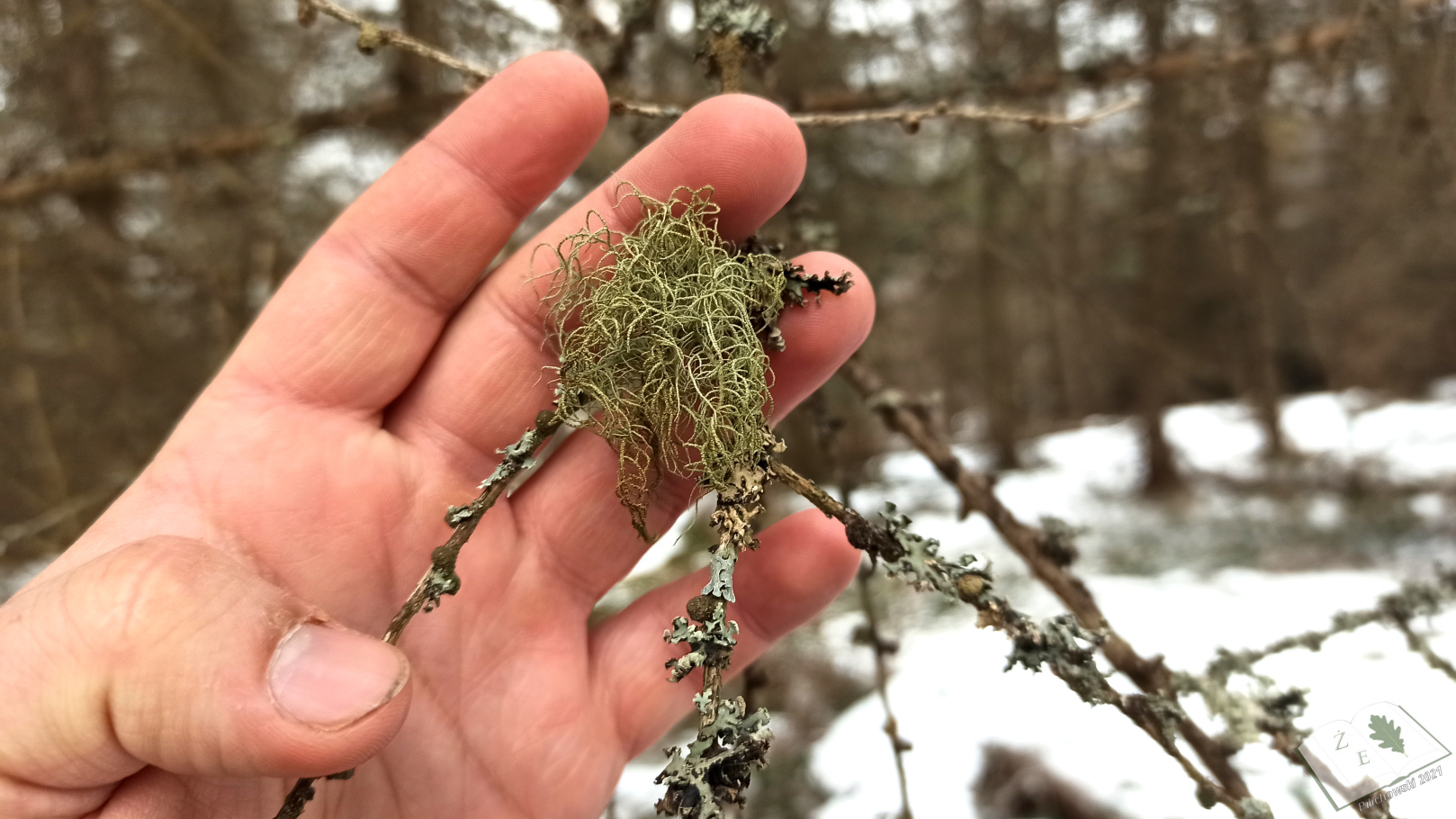 porostymichow 0321 04