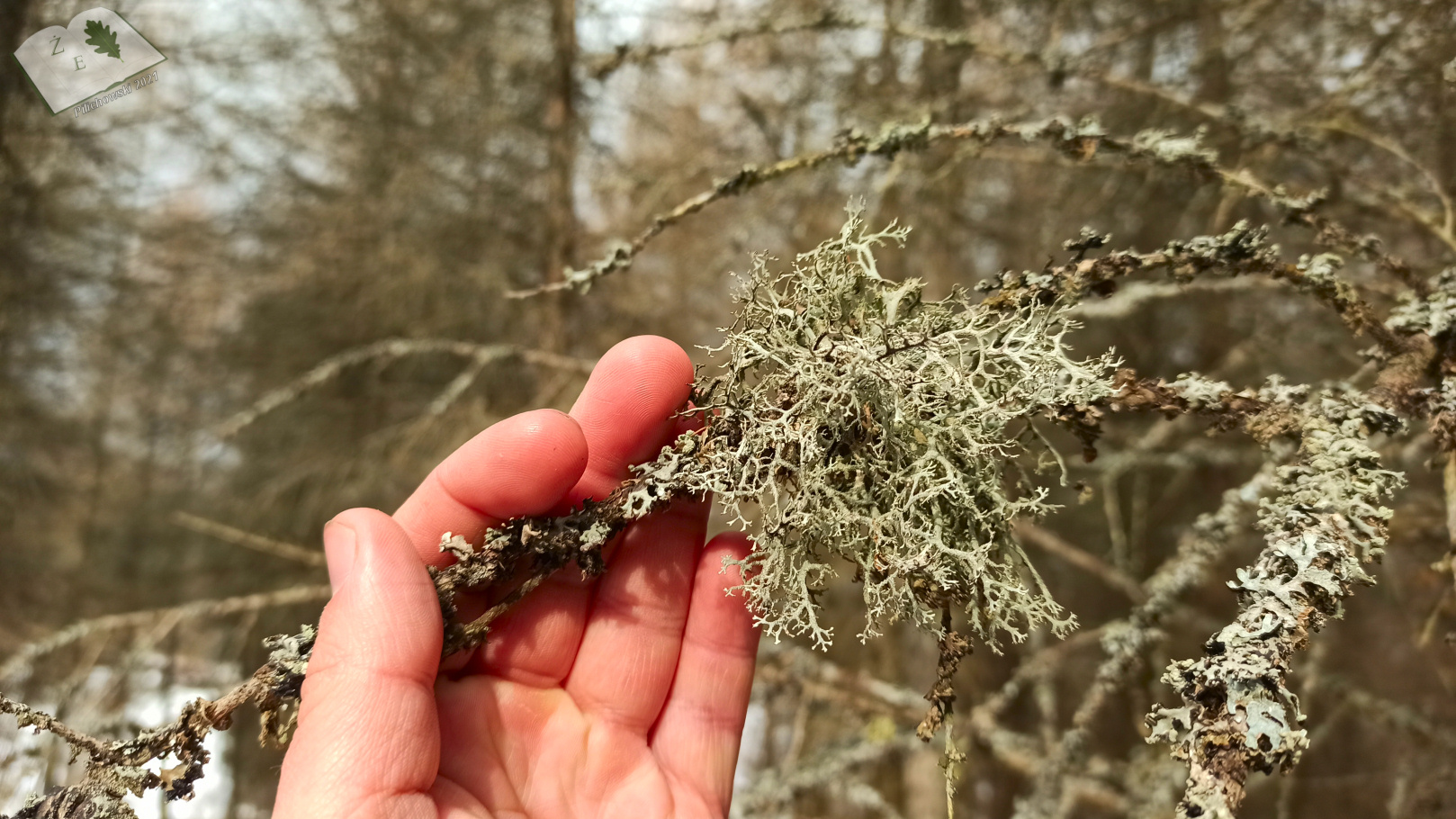 porostymichow 0321 05