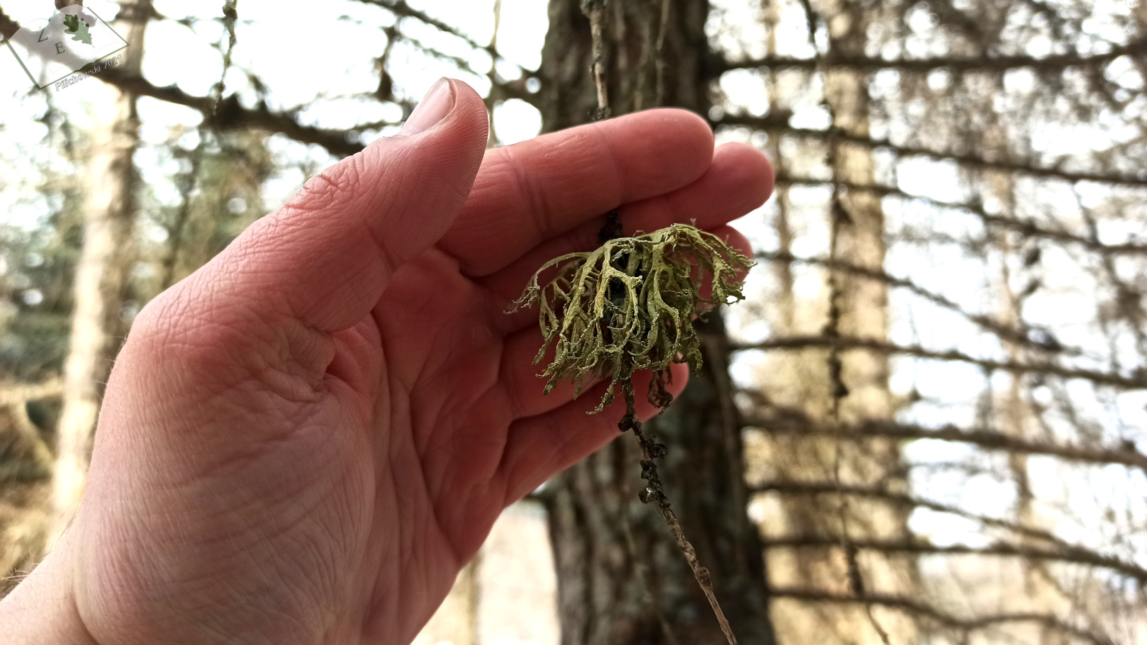 porostymichow 0321 07