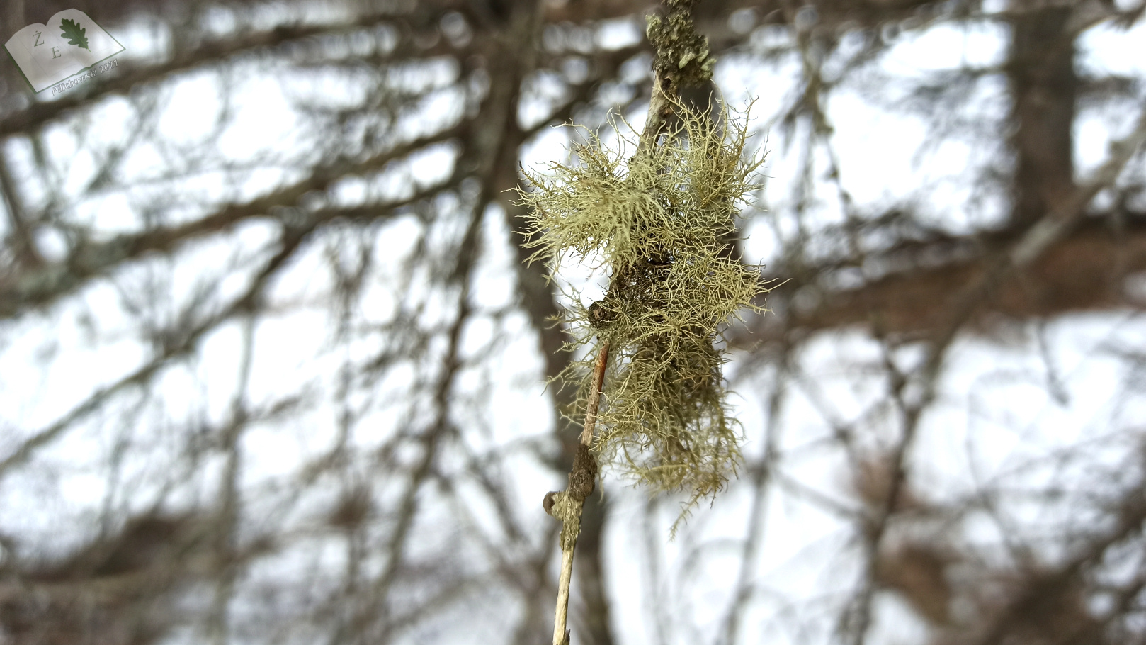 porostymichow 0321 08