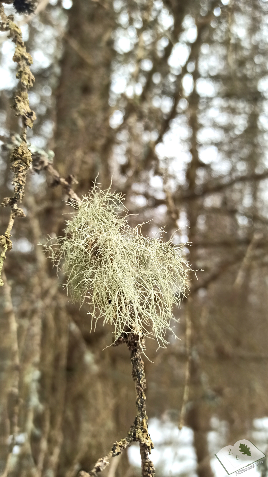 porostymichow 0321 09