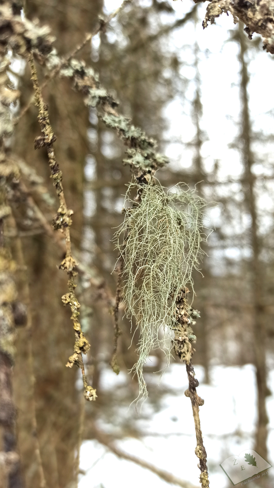 porostymichow 0321 10