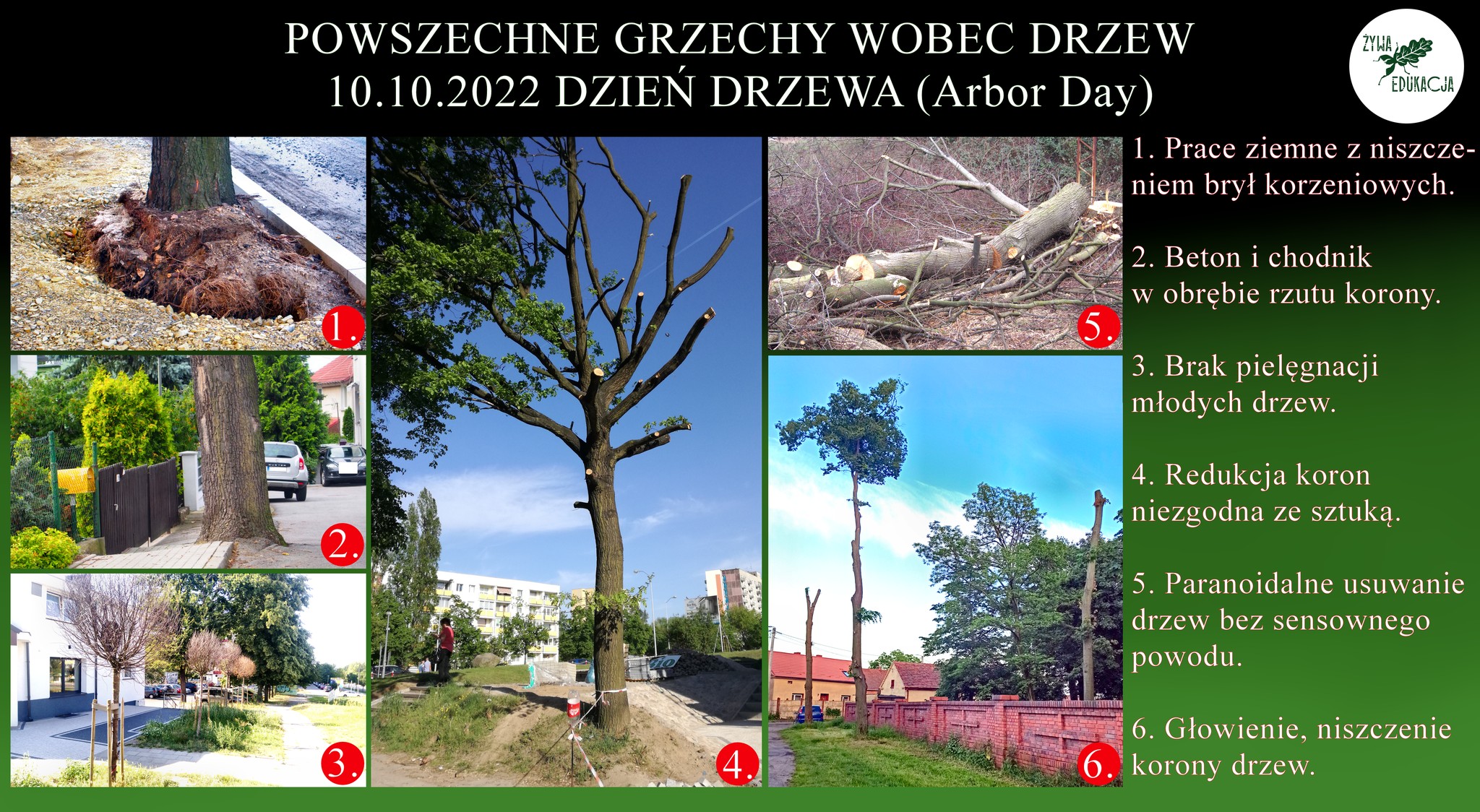 grzechy wobec drzew, czyli błędy w opiece, uszkodzenia, zaniechania