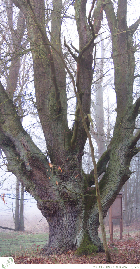 md 230319 oderwald01