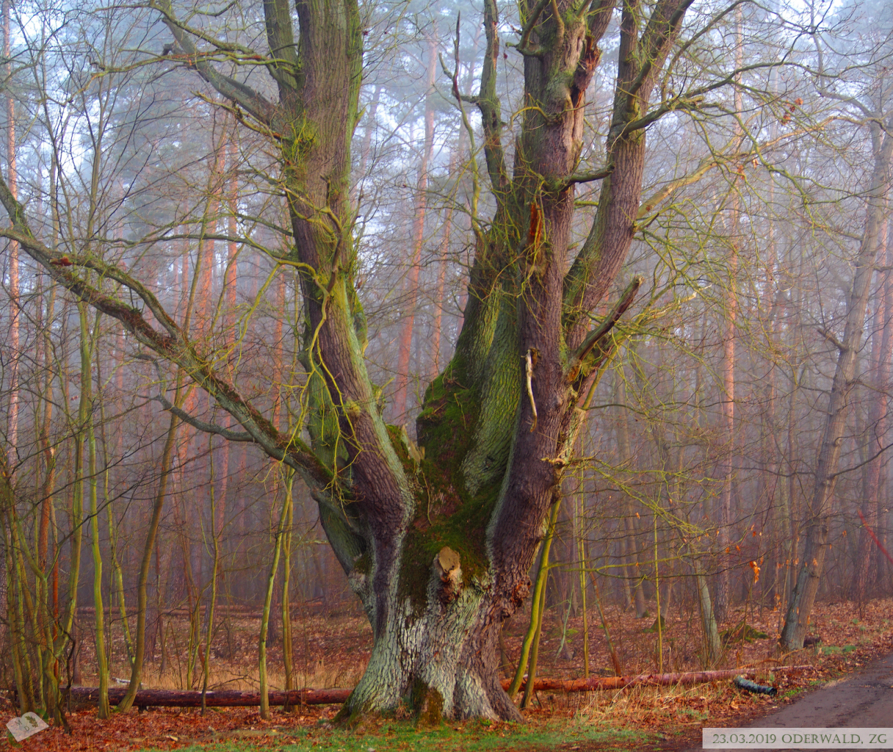 md 230319 oderwald10