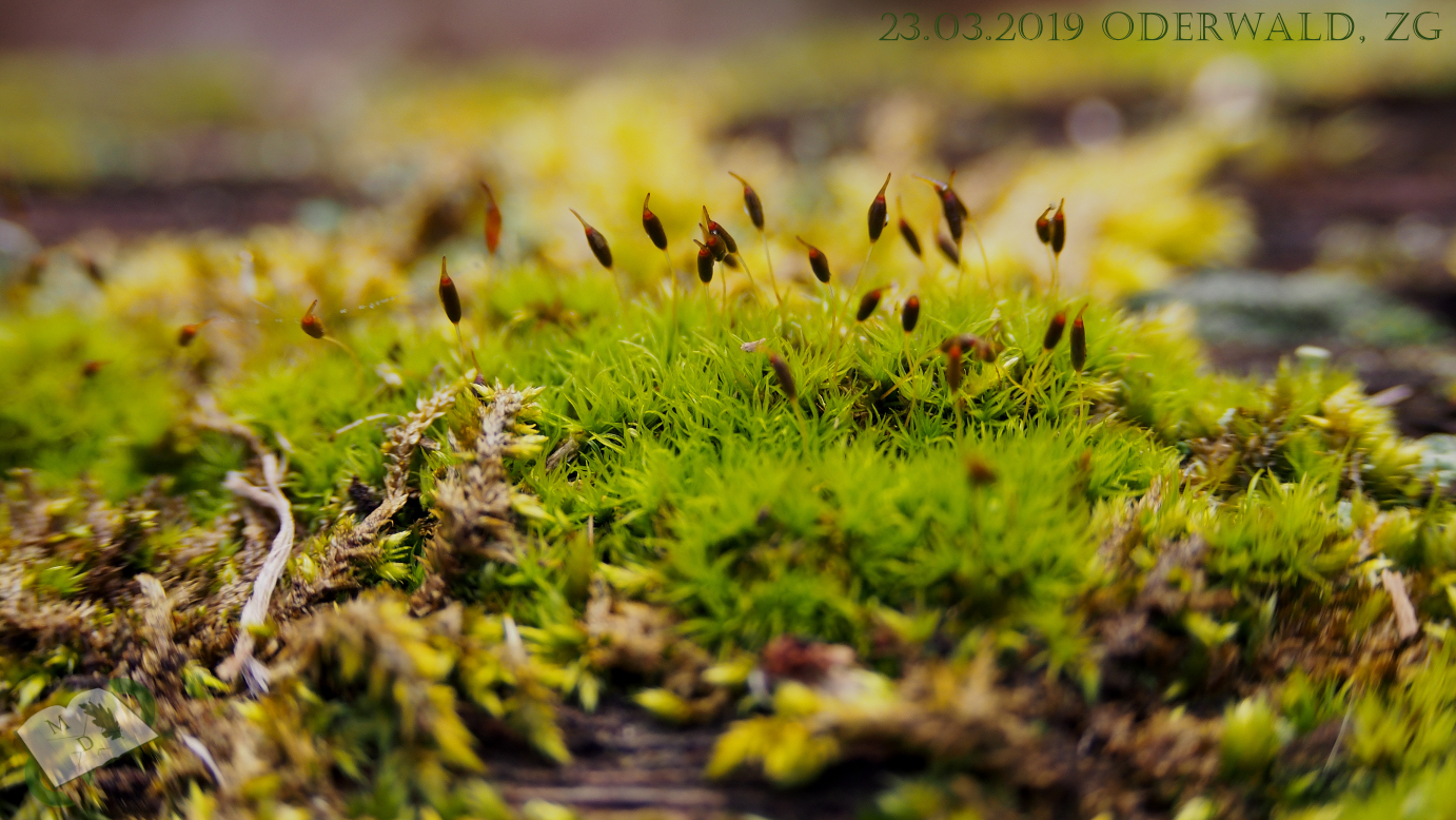 md 230319 oderwald23
