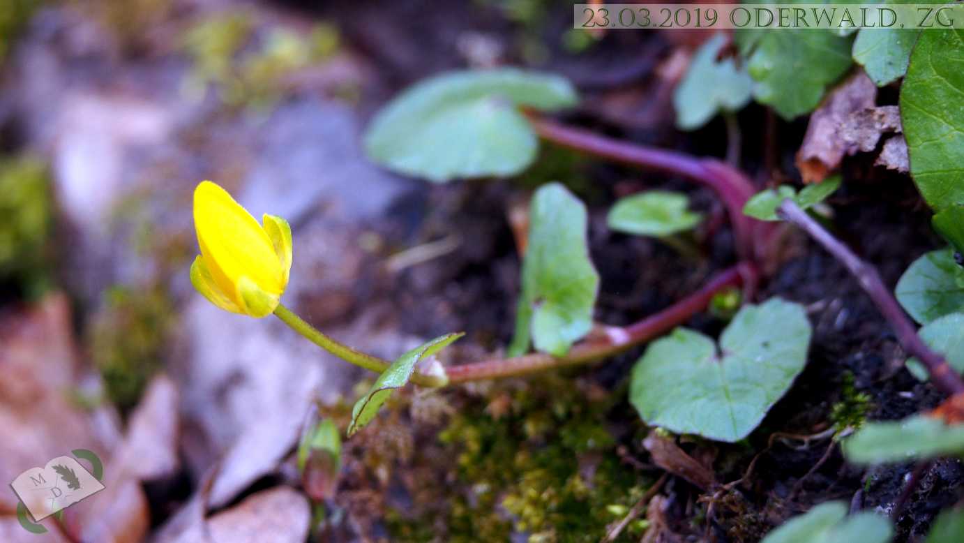 md 230319 oderwald24