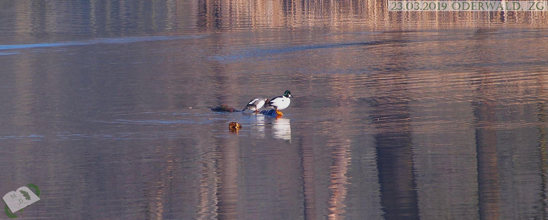 md 230319 oderwald29