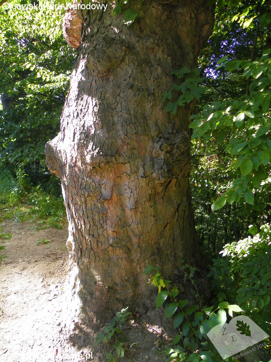 opn16 grodzisko06 kosciol