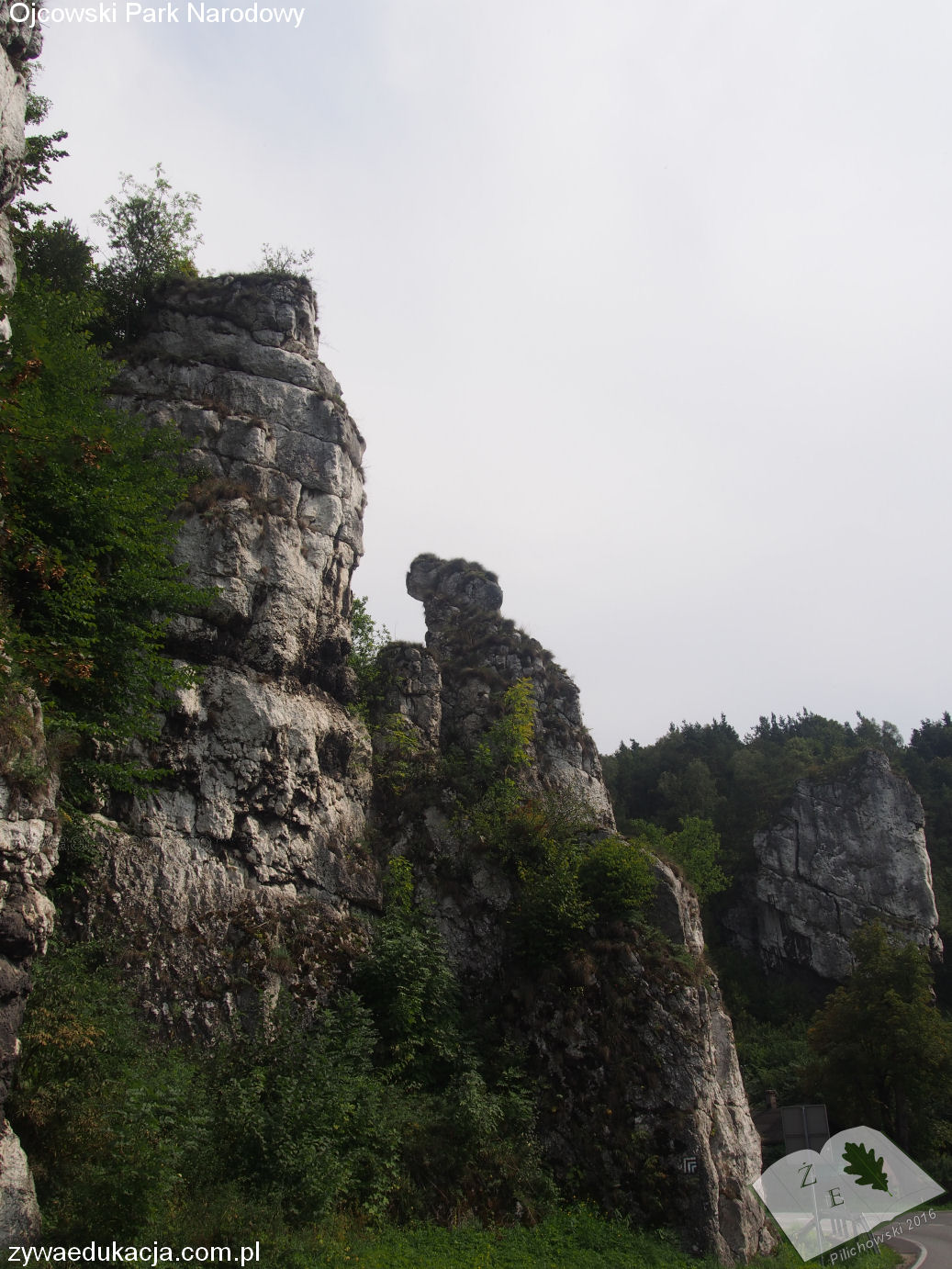 opn16 grodzisko09 skamwed